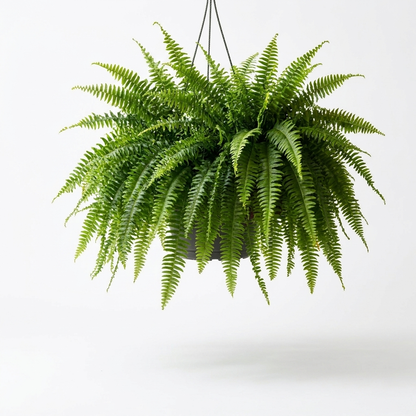 Artificial Boston Fern white background