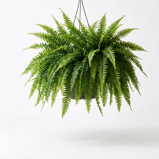 Artificial Boston fern in a hanging planter basket