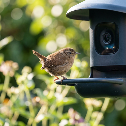 Smart Bird Feeder lifestyle 3